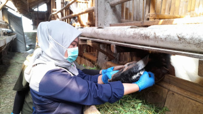 Jelang Idul Adha, Petugas Disnakkan Boyolali Intensifkan Pemeriksaan Hewan Kurban