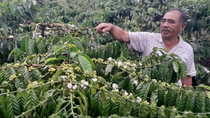 Harga Kopi Robusta di OKU Selatan Tembus Rp 37 Ribu Perkilogram, Petani Berharap Kesejahteraan Meningkat