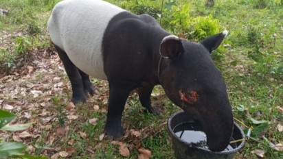 Warga Inhil Riau Temukan Tapir Terperosok di Parit