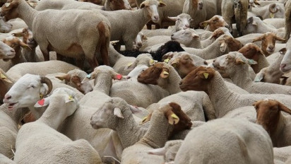 Idul Adha Jatuh Pada 29 Juni 2023, Ini Kriteria Hewan Kurban dan Cara Menyembelihnya