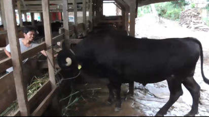 Sapi Kurban Presiden Jokowi Dibeli dari Peternak Desa Morome di Konawe Selatan