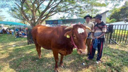 Jelang Idul Adha, Peternak di Banyuwangi Diajak Kontes Ternak