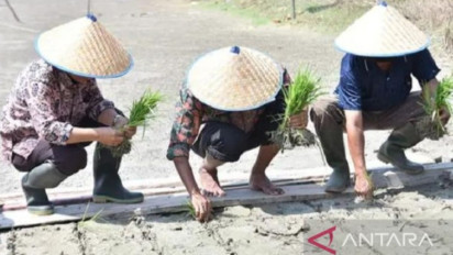 Masyarakat Kabupaten Batanghari Siap Tanam Padi di Lahan Seluas 57 Hektare