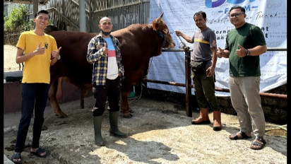 Sapi Limousin Milik Presiden Jokowi untuk Hewan Kurban, Salah Satunya Berasal dari Cibiru Bandung