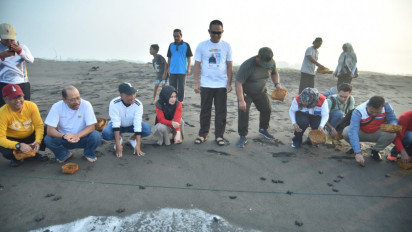 Jaga Kelestarian Alam, Puluhan Tukik Dilepaskan di Pantai Kaliratu Kebumen