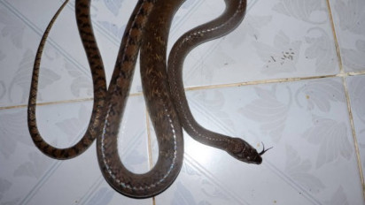 Awas! Ada Ular Masuk ke dalam Rumah, Bolehkah Dibunuh? Ustaz Adi Hidayat Bilang, Sebaiknya...