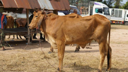 Lebih Afdol Mana, Kurban 1 Kambing Sendiri atau 1 Sapi 7 Orang? Jawaban Ustaz Abdul Somad Ternyata Begini, Justru...