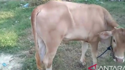 6.300 Ternak Sapi dan Kerbau di Tanggamus Lampung telah Divaksin PMK