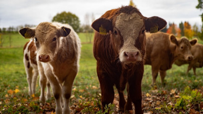 Jelang Idul Adha 1444 Hijriyah, Ketersediaan Hewan Kurban di Sumut Aman