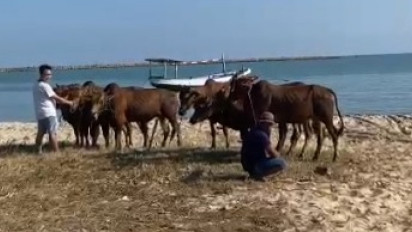 Jelang Idul Adha, Ratusan Sapi Madura Dikirim ke Kalimatan Selatan