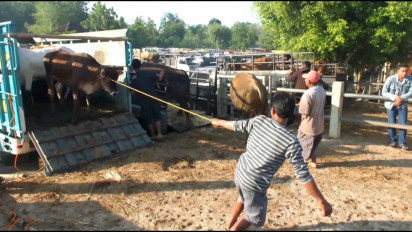 Idul Adha Makin Dekat, Transaksi Ternak di Gunungkidul Naik 50 Persen Lebih