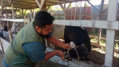 Tanda Memenuhi Syarat untuk Kurban, Pertanian dan Peternakan Madina Berikan Barcode pada Hewan Kurban