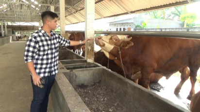 Tips Cara Perawatan dan Memberikan Makanan Sapi Sesuai Berat