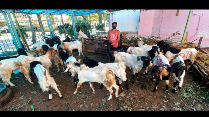 Mendekati Idul Adha, Harga Ternak Kambing di Banyuwangi Meroket