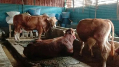 Idul Adha 2023: DLH Larang Limbah Hewan Kurban ke Badan Air