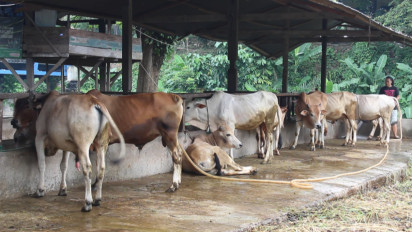 Jelang Hari Raya Idul Adha, Penjualan Hewan Kurban di Medan Meningkat 10 Persen