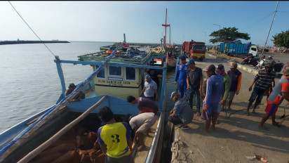 Dikirim dari Madura lewat Kapal, Sejumlah Sapi Ditemukan Luka dan Tak Berlabel Karantia