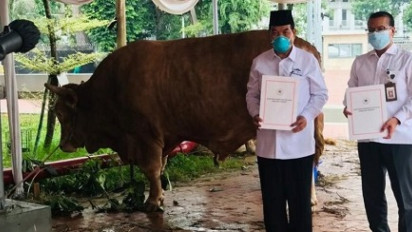Presiden Jokowi Berikan Sapi Kurban ke Tiap Provinsi pada Iduladha 1444 H, Jenisnya Limosin hingga Simental