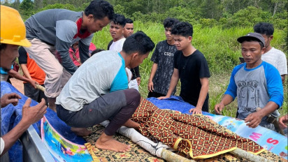 Naas! Buaya Buas Mangsa Pasutri yang Sedang Menjaring Ikan, Sang Istri Tewas di Tempat