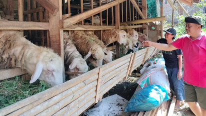 Pedagang Hewan Kurban di Jember Kewalahan Penuhi Permintaan Konsumen