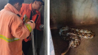 Hendak Buang Air Kecil, Warga Driyorejo Gresik Kaget Ada Ular Piton di Kamar Mandi