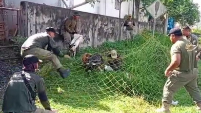 Razia Hewan Ternak yang Berkeliaran, Satpol PP Kabupaten Tebo Jaring 6 Ekor Kambing