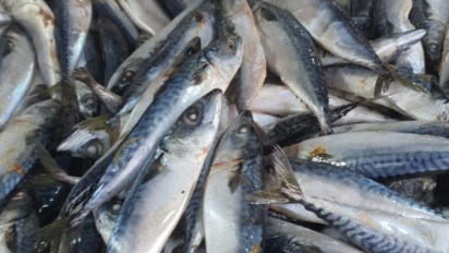 Dampak Larangan Penjualan Ikan Salem Impor oleh KKP: Pedagang Ikan Mengeluhkan Kesulitan Pasokan dan Penurunan Omset