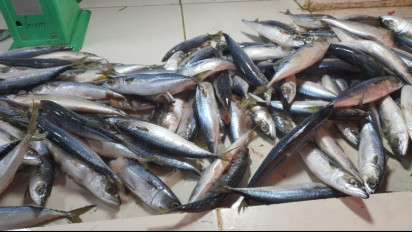 Penghasilan Menurun, Pedagang Keluhkan Susahnya Dapatkan Ikan Salem Pasca Dilarang KKP