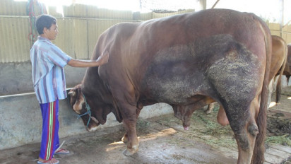 Presiden Joko Widodo Beli Sapi Kurban Seberat 1 Ton Lebih Milik Petani Lumajang, Ini Penampakannya