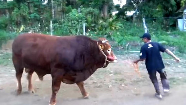 Wow! Sapi Berbobot 1 Ton asal Tengger Bromo, Jadi Pilihan Gubernur Jatim untuk Kurban