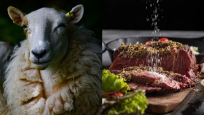 Berdikari Siapkan Alternatif Sumber Daging Nasional melalui Panen Domba GDCC