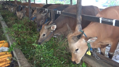 Jelang Idul Adha, Peternak di Tanjungpinang Kebanjiran Pesanan Hewan Kurban