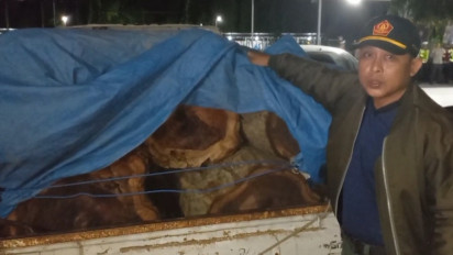 Terlibat Kasus Illegal logging, Oknum Kades asal Ngawi Diamankan Polisi Hutan