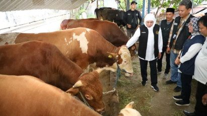 Jelang Idul Adha, Gubernur Khofifah : Ketersediaan Hewan Kurban di Jatim Surplus, RPH dan Juleha Cukup