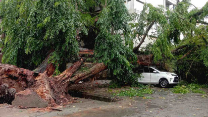 Sebuah Mobil Rusak Parah Akibat Tertimpa Pohon Berusia Belasan Tahun yang Tumbang