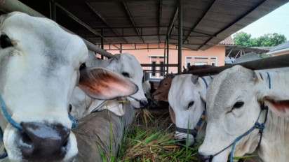 Alhamdulillah! Sebanyak 22.368 Hewan Kurban di Tangerang Sudah Tersertifikasi Sehat