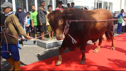 Sapi Kurban Milik Presiden Jokowi Disambut Karpet Merah di Masjid Nasional Al-Akbar Surabaya