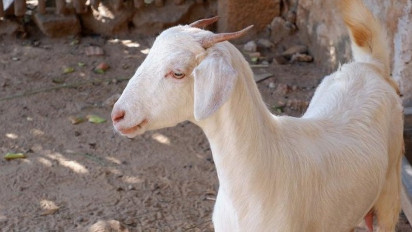 Jangan Tolak Daging Kambing Saat Hari Raya Idul Adha, Ustaz Khalid Basalamah: Afdoliyahnya Domba Kambing!