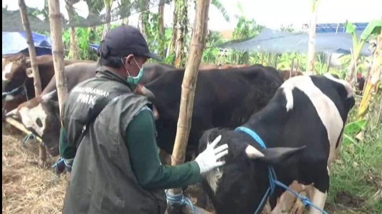 Tipis Memilih Daging Kurban yang Baik Menurut Pakar Gizi
            - galeri foto