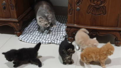 Dinas Pertanian dan Ketahanan Pangan Palembang Siapkan Kartu Identitas Hewan Pembawa Rabies