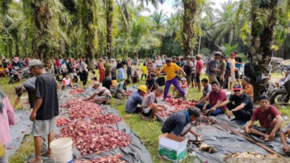 Hewan Kurban Warga Mukomuko Capai 908 Ekor, Menurun Dibanding Tahun Lalu