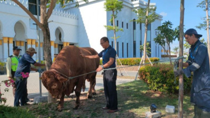 Presiden Jokowi Beri Sapi Jenis Limosin ke Masjid Sheikh Zayed