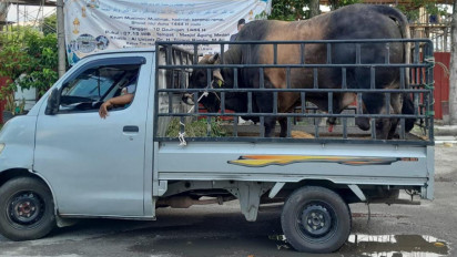 Presiden Jokowi dan Prabowo Subianto Sumbang Sapi Kurban Seberat 1 Ton ke Masjid Agung Medan