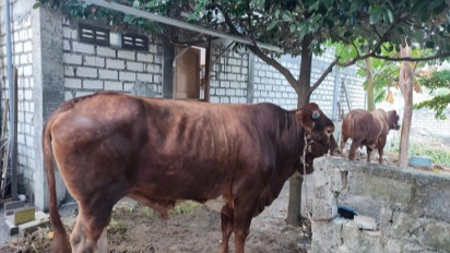 Pimpinan Al Zaytun Panji Gumilang Kirim Hewan Kurban 2 Sapi Limosin untuk Warga di Desa Kelahirannya