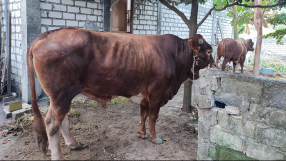 Panji Gumilang, Pemimpin Pondok Pesantren Al Zaytun Kirim 2 Hewan Kurban untuk Warga di Desa Kelahirannya Gresik
