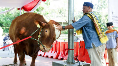 Masjid Istiqlal Terima Sapi Milik Punya Jokowi dan Ma'ruf Amin Seberat 1 Ton Lebih