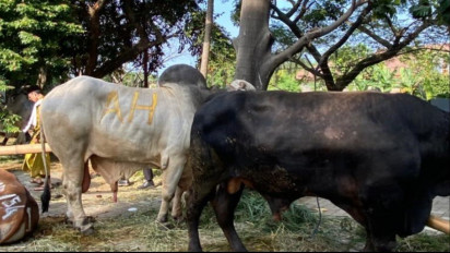 Partai Golkar Serahkan  312 Sapi dan 116 Kambing Hewan Kurban, Milik Airlangga Hartarto Capai 1,2 Ton