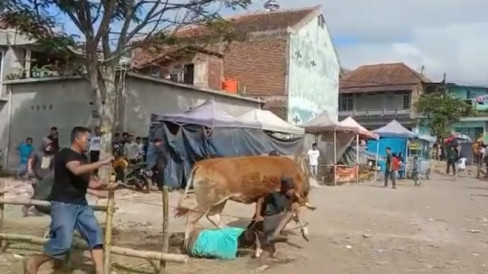 Sapi di Garut Mengamuk, Seruduk Hingga Injak-Injak Warga