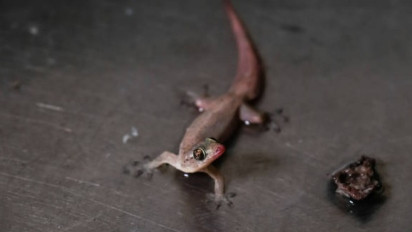 Waduh, Kejatuhan Cicak di Kepala Artinya Kita Bakal Kena Sial? Ternyata...