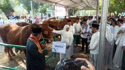 Sapi Kurban Presiden Jokowi Jadi Wisata Dadakan di Masjid Nasional Al-Akbar Surabaya